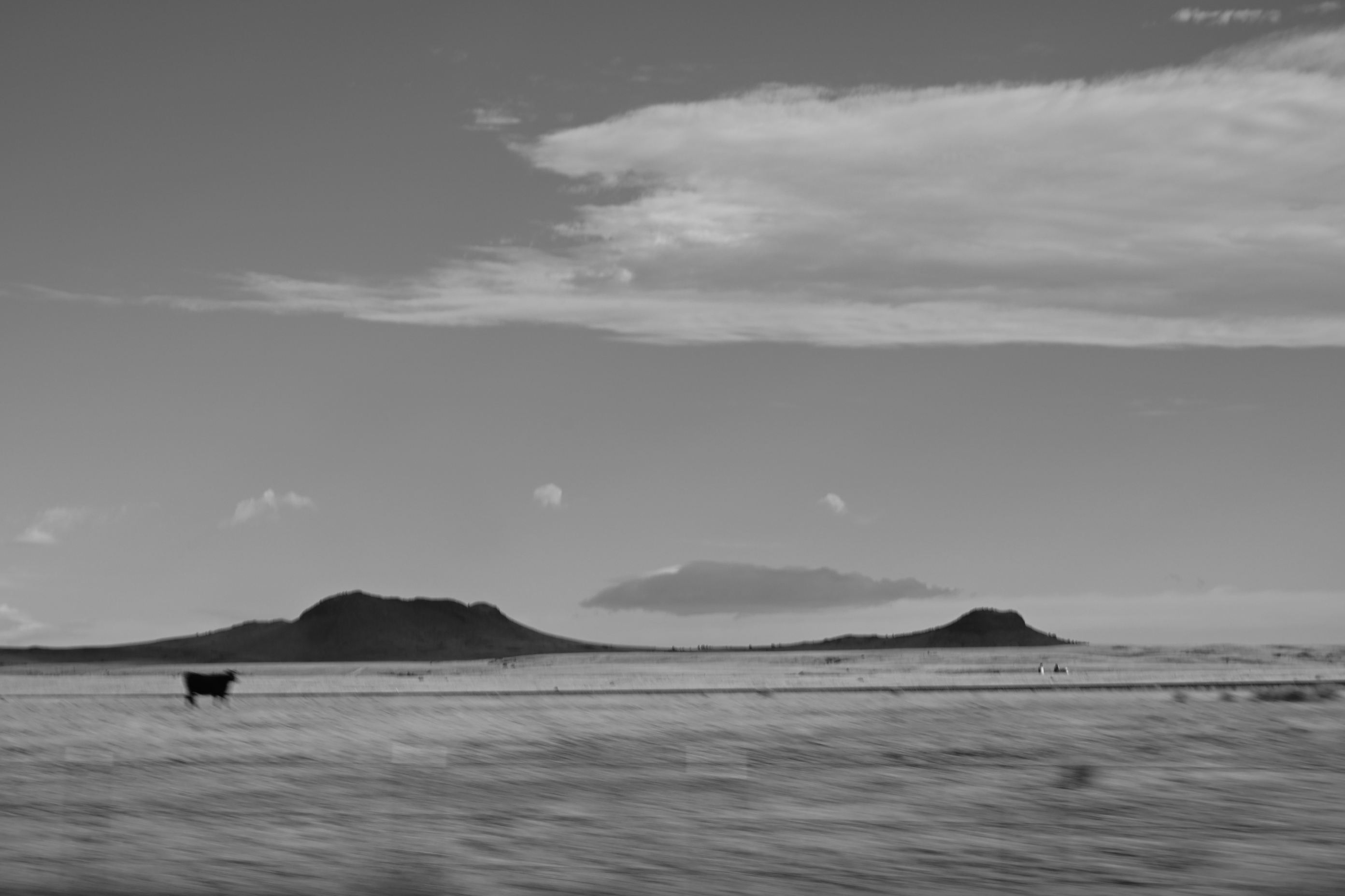 black and white photo of a cow standing in a field with two hills behind it